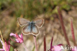 Zilverbruin blauwtje (Aricia nicias)