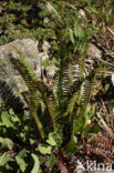 Lansvaren (Polystichum lonchitis)