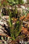 Lansvaren (Polystichum lonchitis)