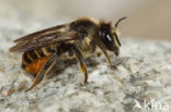 Pyreneese Behangersbij (Megachile pyrenaea)