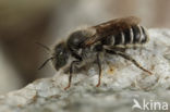 Zwaluwbij (Osmia anthocopoides)