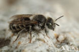 Zwaluwbij (Osmia anthocopoides)