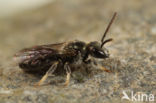 Gewone smaragdgroefbij (Lasioglossum leucopus)