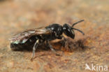 Hylaeus nivalis