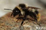 Bombus sichelii