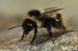 Bombus sichelii