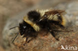 Bombus sichelii