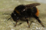 Broken belted bumblebee (Bombus soroeensis)