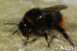 Late hommel (Bombus soroeensis)