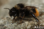 Red-shanked carder bee (Bombus ruderarius)