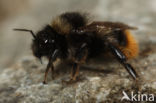 Grashommel (Bombus ruderarius)