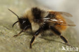 Bombus monticola