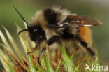 Bombus monticola