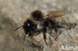 Bombus mesomelas