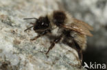 Bombus mesomelas