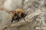 Akkerhommel (Bombus pascuorum)