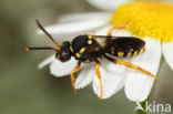 Doornloze wespbij (Nomada emarginata)