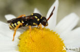 Doornloze wespbij (Nomada emarginata)