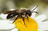 Zwartflankzandbij (Andrena thoracica)