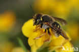 Tweelobbige wolbij (Anthidium oblongatum)