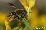 Tweelobbige wolbij (Anthidium oblongatum)