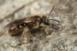 Slanke groefbij (Lasioglossum fulvicorne)