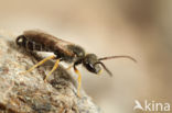 Parkbronsgroefbij (Halictus tumulorum)