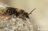 Glanzende bandgroefbij (Lasioglossum zonulum)