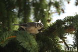 Kuifmees (Parus cristatus)