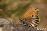 Tweekleurig hooibeestje (Coenonympha arcania)