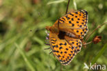 Grote parelmoervlinder (Argynnis aglaja)