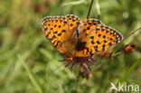 Dark Green Fritillary (Argynnis aglaja)