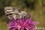 Marbled White (Melanargia galathea)