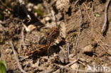 Italian Locust (Calliptamus italicus)