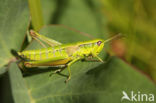 Small Gold Grasshopper (Euthystira brachyptera