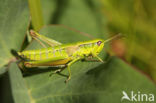 Kleine goudsprinkhaan (Euthystira brachyptera