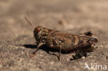 Italian Locust (Calliptamus italicus)