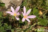 Meadow Saffron (Colchicum autumnale)