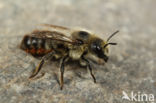 Rotsmetselbij (Osmia villosa)