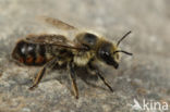 Osmia villosa