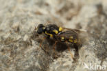 four-barred major (Oxycera rara)