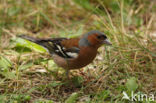 Chaffinch (Fringilla coelebs)