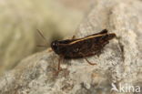 Italian Locust (Calliptamus italicus)