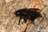 Blauwzwarte Houtbij (Xylocopa violacea)