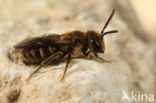 Andrena colletiformis