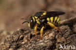 Kleine harsbij (Anthidiellum strigatum luteum)