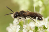 Halfgladde dwergzandbij (Andrena semilaevis)