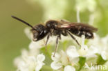 Halfgladde dwergzandbij (Andrena semilaevis)