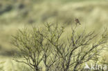 Whinchat (Saxicola rubetra)