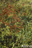 Wild Privet (Ligustrum vulgare)